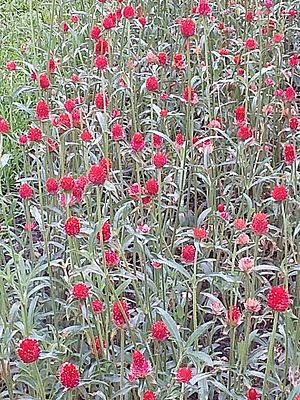 橙花千日紅 20190608191116