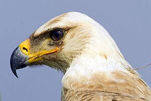 2011-tawny-eagle-closeup