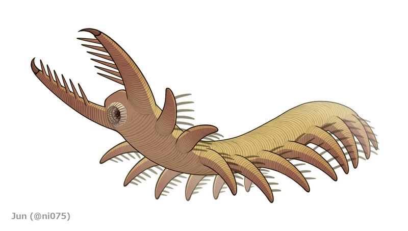 20191118 Megadictyon cf. haikouensis
