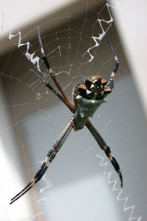 Silver argiope Facts for Kids
