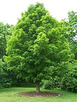 A sugar maple, the state tree of Wisconsin