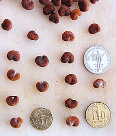 Adansonia digitata - baobab seeds