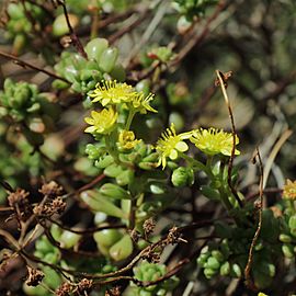 Aeonium sedifolium-IMG 3468