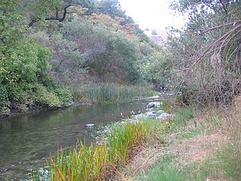 Alameda Creek in Niles Canyon 2626.JPG