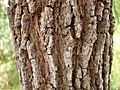Allocasuarina distyla bark 1
