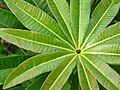 Alstonia scholaris by kadavoor