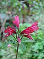 Alstroemeria brasiliensis - Flickr - peganum (1)
