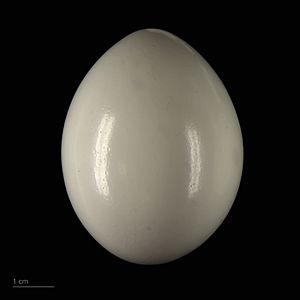 Ara chloropterus MHNT.ZOO.2010.11.148.16
