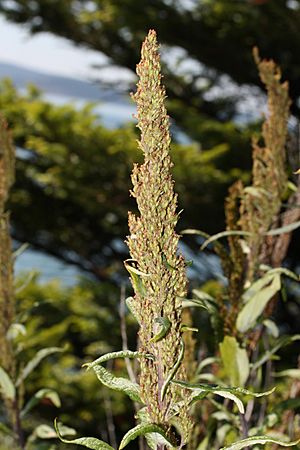 Artemisia suksdorfii 2912.JPG