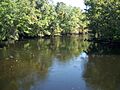 Aucilla River from US 98 bridge01