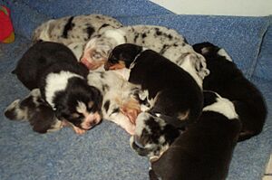 Australian Shepherd puppies