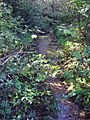 Beeston beck on Beeston Common