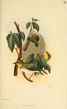 Beitrag zur fauna Centralpolynesiens. Ornithologie der Viti-, Samoa- und Tonga-inselnPl6