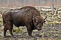 Bison bonasus (Linnaeus 1758)