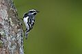Black-and-white-warbler-1