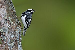 Black-and-white-warbler-1