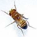 Black Body Mutation Drosophila melanogaster male