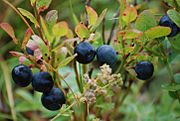 Blueberries-Littleisland.jpg