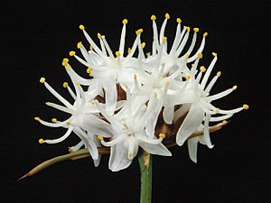 Borya sphaerocephala - Flickr - Kevin Thiele.jpg