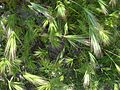 Bromus-rubens-20080327