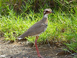 Bronze-winged Courser (Rhinoptilus chalcopterus) (13950665425).jpg