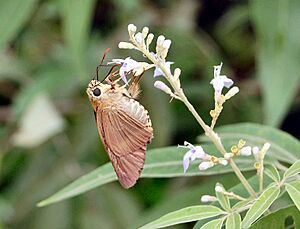 Brown awl