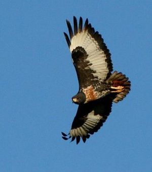 Buteo rufofuscus -Itala Game Reserve, KwaZulu-Natal, South Africa -flying-6