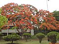 Caesalpinia Pulcherrima at islamic university kushtia - 2