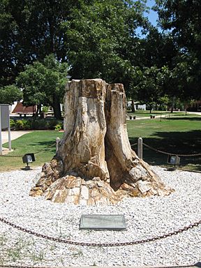 A picture of the Callixylon tree stump located at the entrance to ECU's Campus.