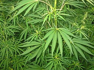 Cannabis 01 bgiu.jpg