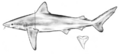Carcharhinus altimus drawing