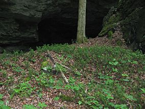 Cascade caverns taxus.JPG