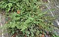 Cheilanthes lanosa kz1