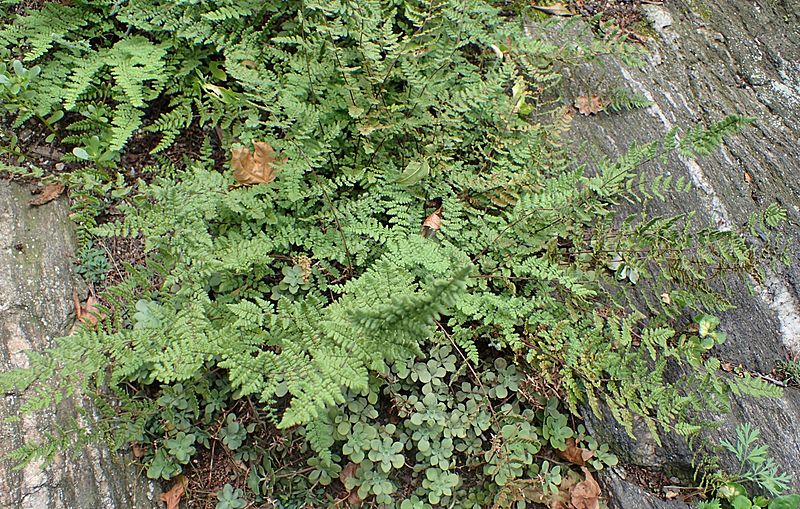 Cheilanthes lanosa kz1