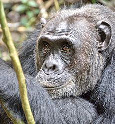 Chimpanzee, Kigale, Uganda (15320845832)
