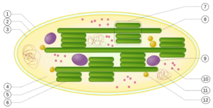 Chloroplast