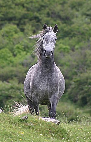 Connemara pony