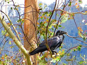 Corvus tasmanicus-01