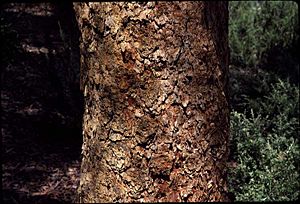 Corymbia peltata bark