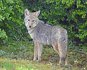 Coyote (Canis latrans) DSC1747vv