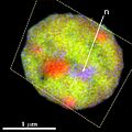 Cyanothece sp. ATCC 51142 cell