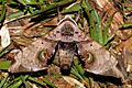 Daphnusa ocellaris Walker, 1856 (Sphingidae)