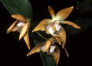 Dendrobium fleckeri Orchi 001.jpg