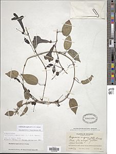 Dolichandra unguis-cati (L.) L.G. Lohmann botanical specimen