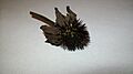 Dried Echinacea Spines