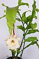 Epiphyllum oxypetalum (Dutchman's Pipe, Night Queen or निशागंधी Nishagandhi or Gul-e-Bakawali)