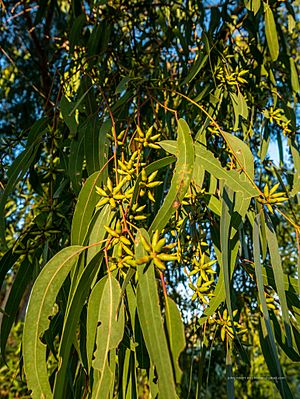 Eucalyptus seeana buds 7th Brigade Park Chermside L1020935