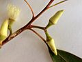 Eucalyptus tereticornis - buds