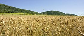 Felsoetold Wheat field, Hungary