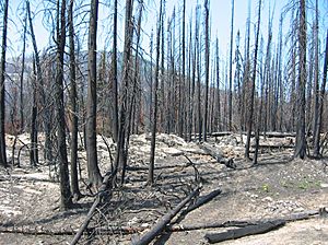 Forest fire aftermath